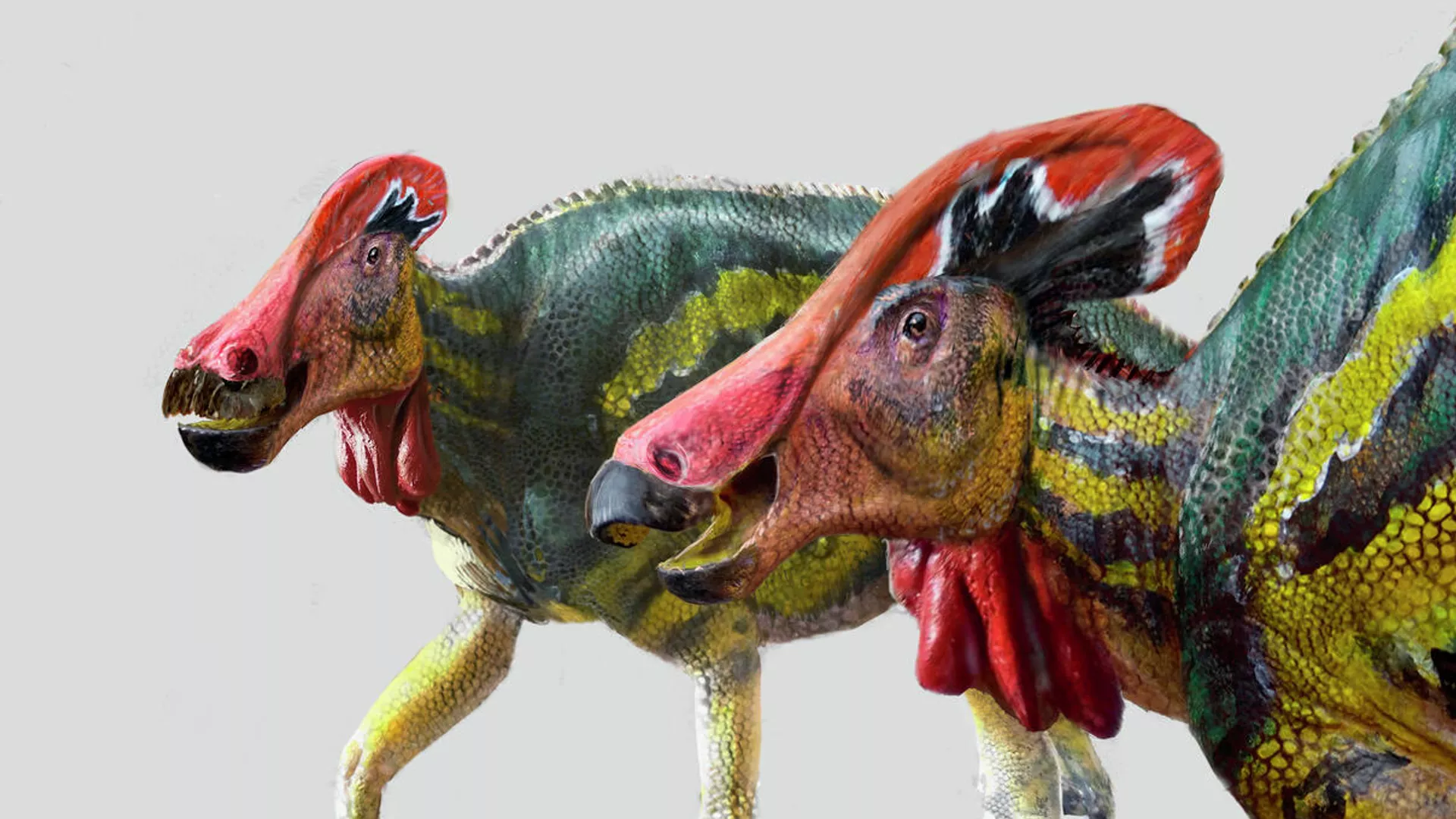 Tlatolophus galorum, una especie inédita de dinosaurio crestado identificada por científicos mexicanos