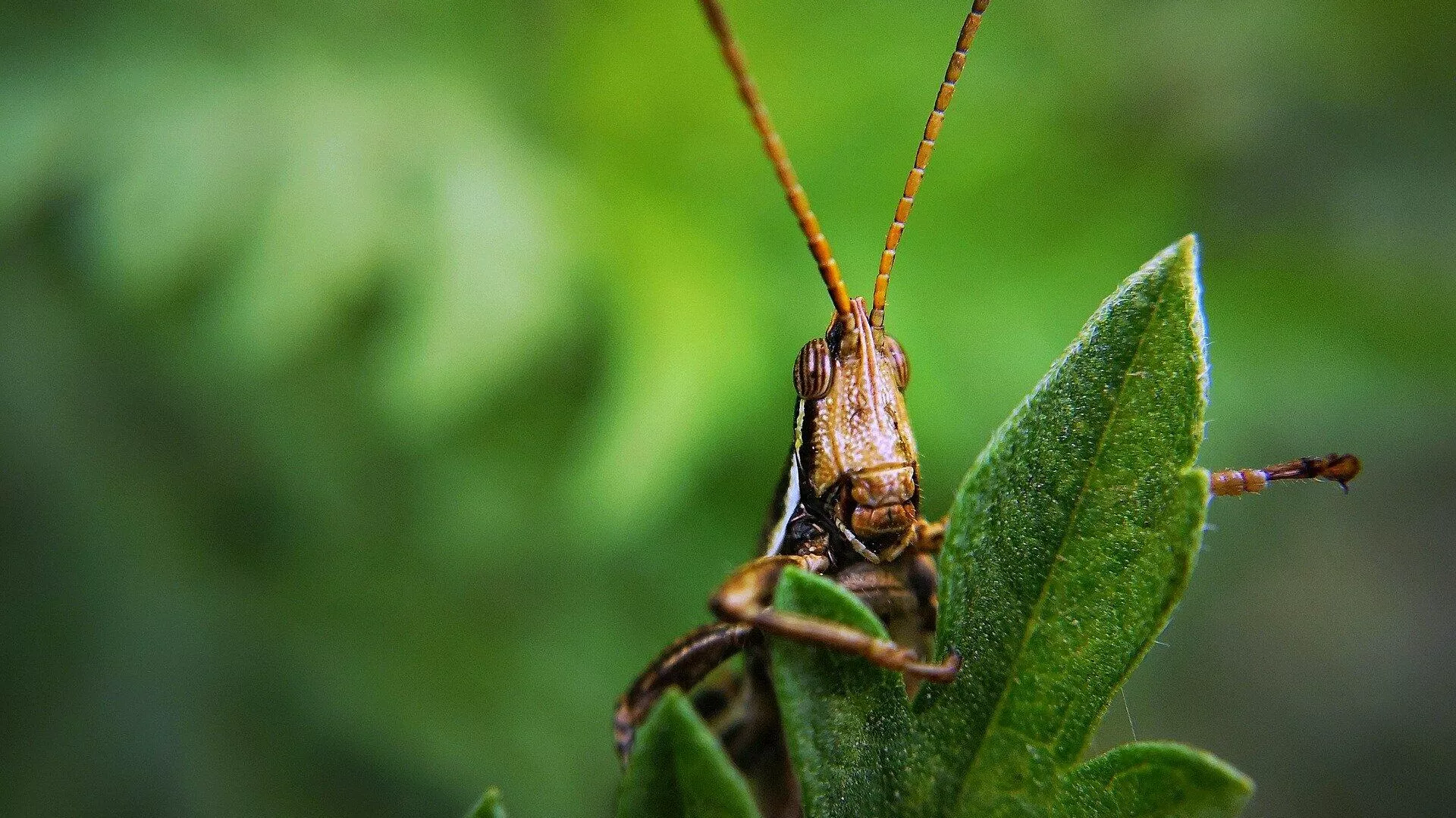 Saltamontes (imagen referencial)