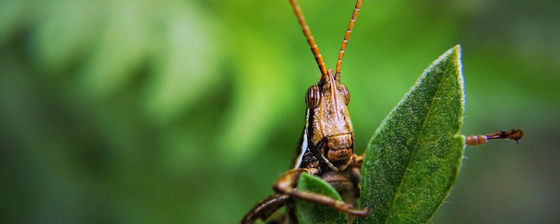 Saltamontes (imagen referencial) - Sputnik Mundo, 1920, 17.05.2021