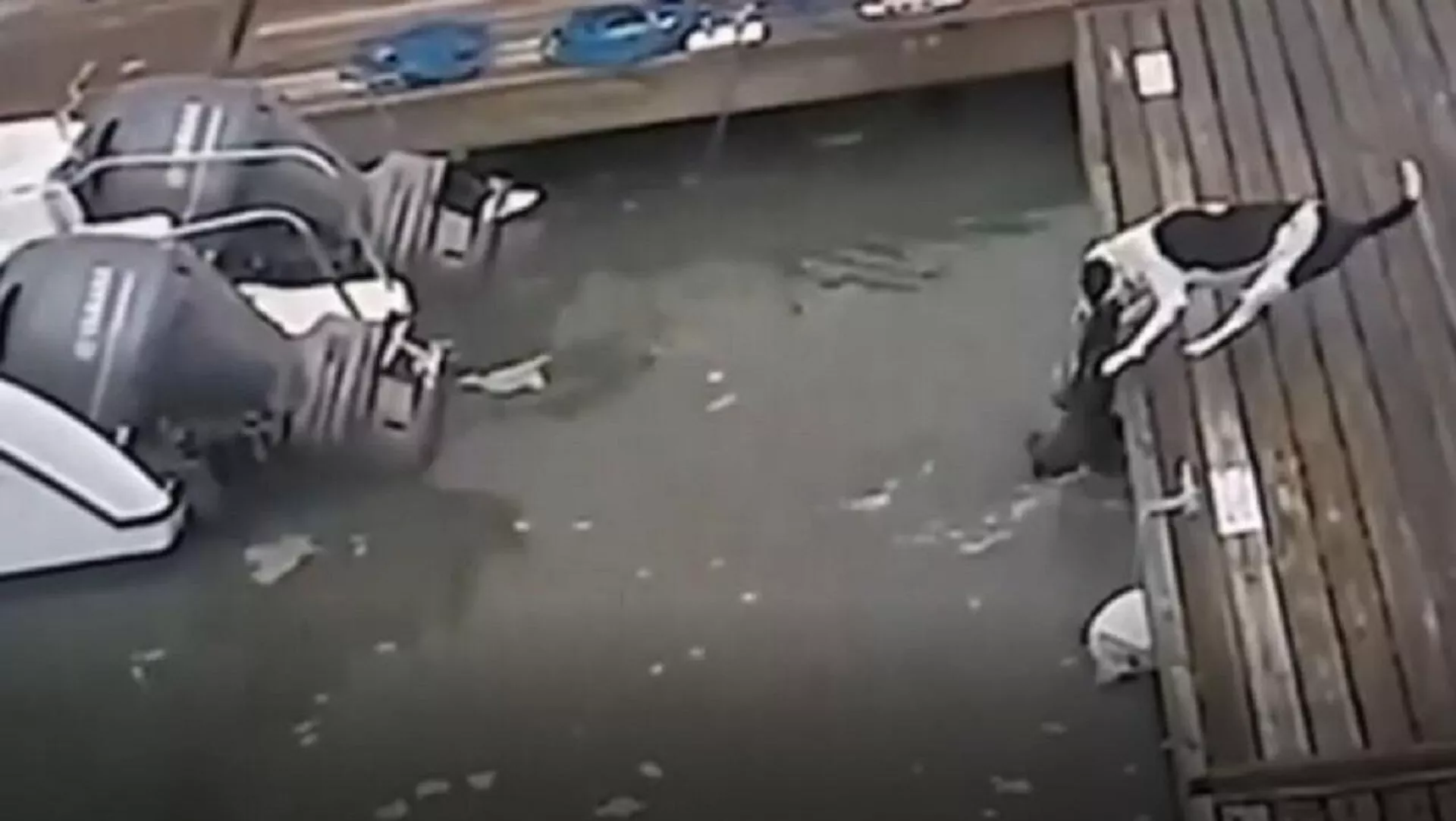 Un perro lucha contra un cocodrilo