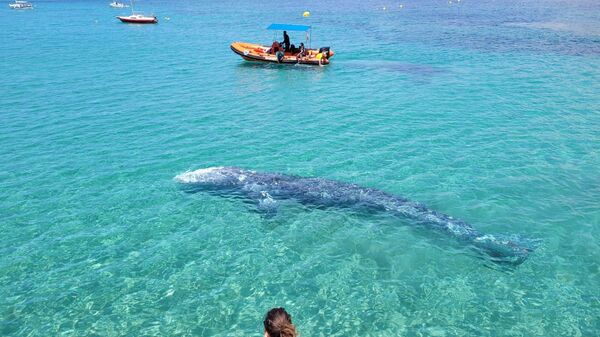 Ballena gris en Santa Ponça (Mallorca) - Sputnik Mundo