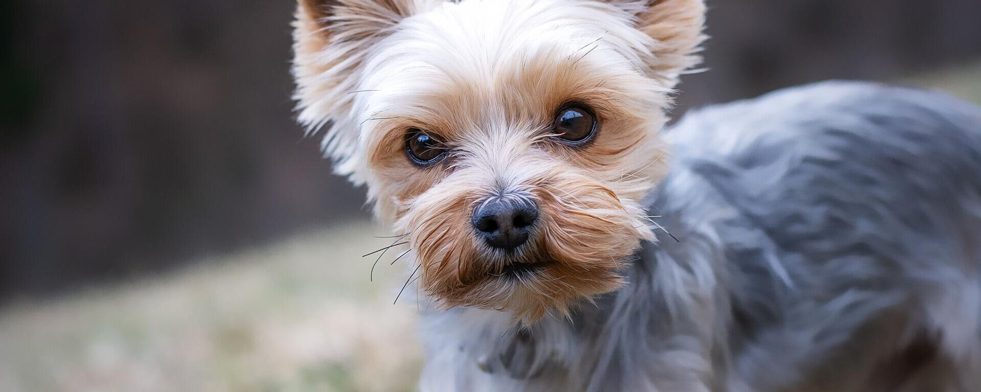 Yorkshire Terrier - Sputnik Mundo, 1920, 24.05.2021