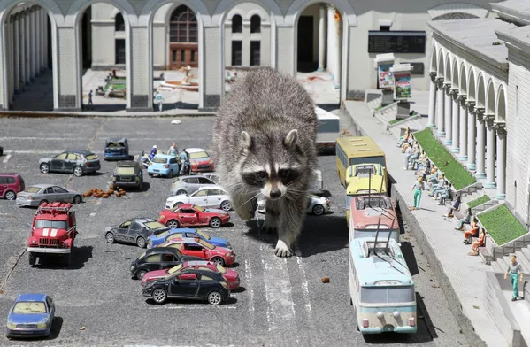 Además de los mamíferos que se ven en las instantáneas virales, el parque crimeo cuenta también con leones, leopardos, cebús, cebras, canguros, camellos, alces, pavos reales, entre otros. Además de los mamíferos que se ven en las instantáneas virales, el parque crimeo cuenta también con leones, leopardos, cebús, cebras, canguros, camellos, alces, pavos reales, entre otros. - Sputnik Mundo