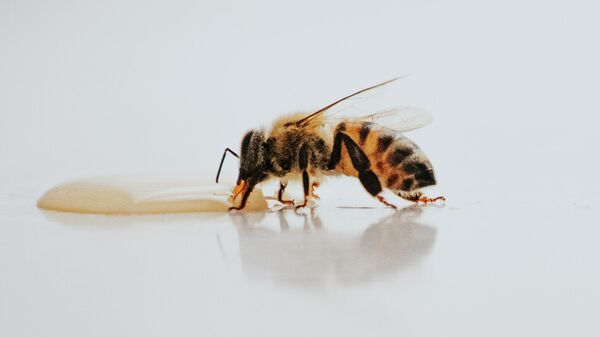 Delincuencia organizada: 2 abejas 'roban' una botella de refresco - Sputnik Mundo