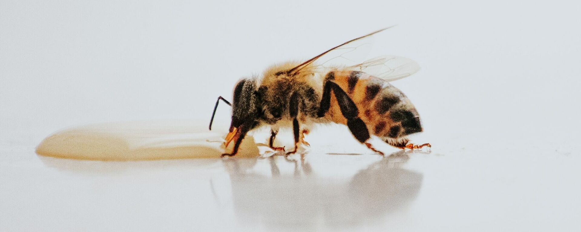 Delincuencia organizada: 2 abejas 'roban' una botella de refresco - Sputnik Mundo, 1920, 25.05.2021