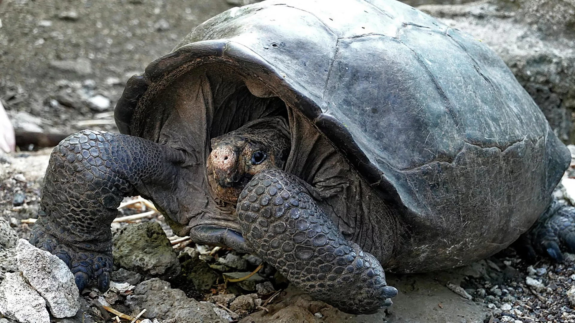Una tortuga Chelonoidis phantasticus en el Parque Nacional Galápagos