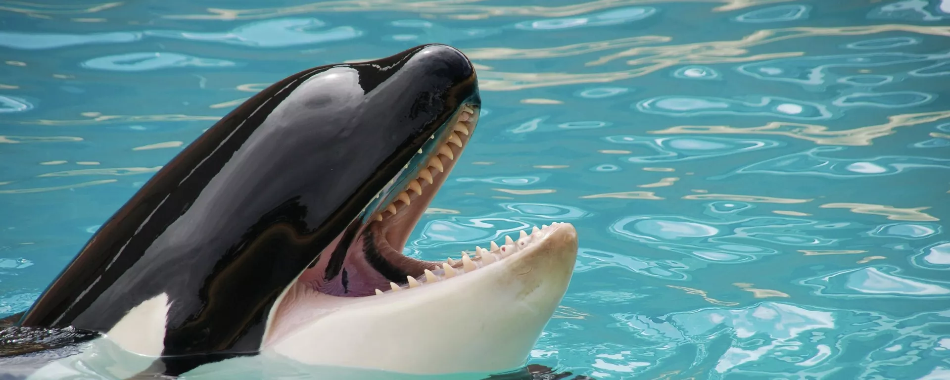 Una orca, ilustración - Sputnik Mundo, 1920, 13.09.2021