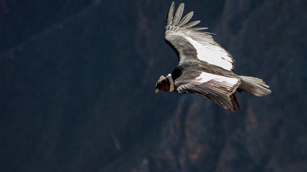 Un cóndor. Imagen referencial - Sputnik Mundo