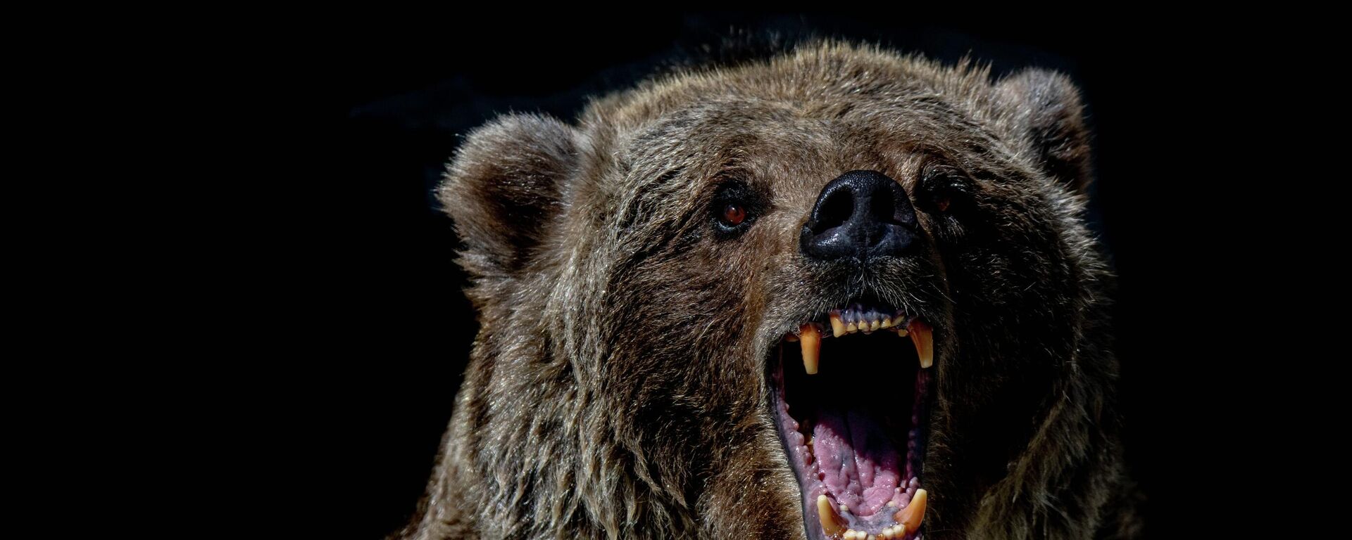 Un oso, imagen referencial - Sputnik Mundo, 1920, 01.06.2021
