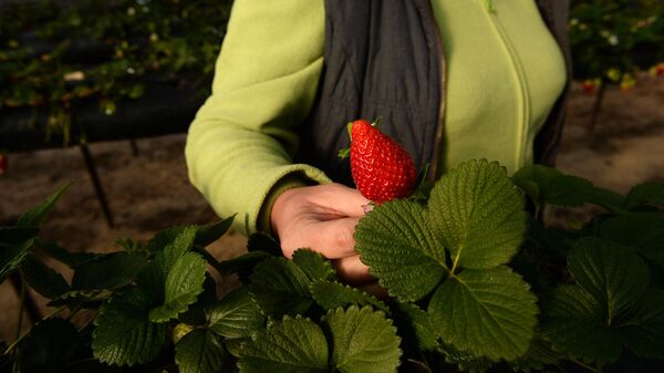 Una mujer recoge fresas en Huelva - Sputnik Mundo