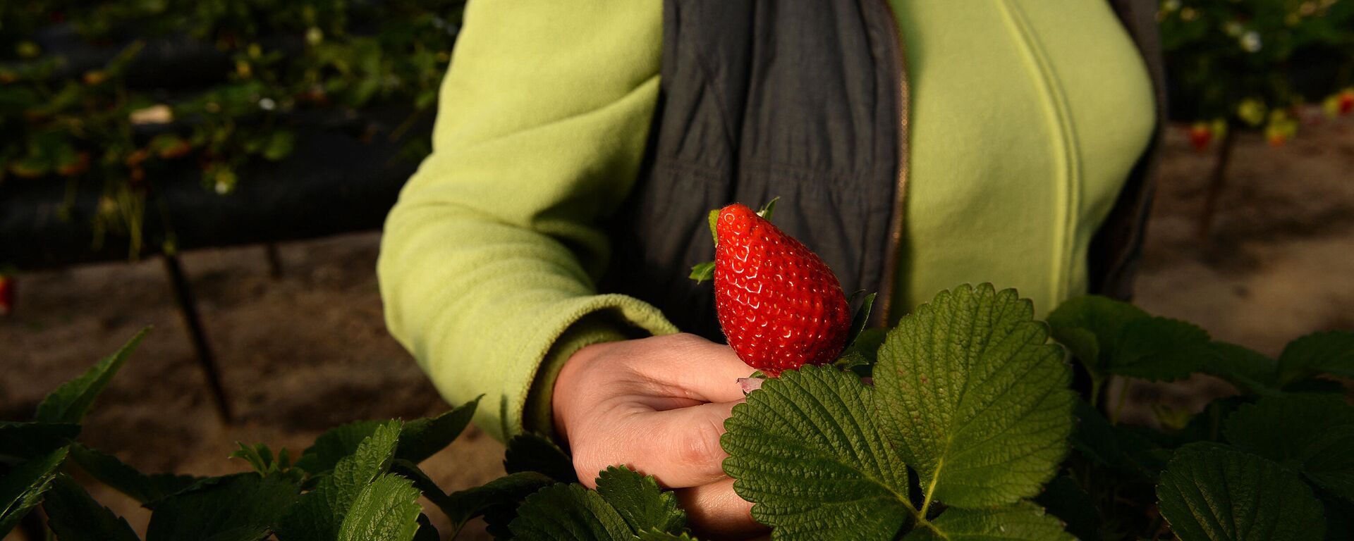 Una mujer recoge fresas en Huelva - Sputnik Mundo, 1920, 02.06.2021