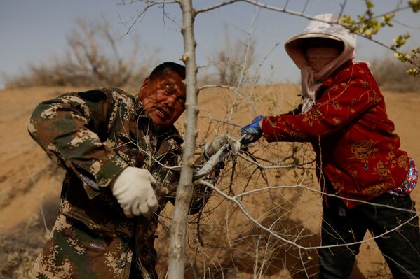 Los expertos afirman que la labor de reforestación de China se ha vuelto más sofisticada a lo largo de los años, ya que el Gobierno se beneficia de décadas de experiencia y es capaz de movilizar a miles de voluntarios para plantar árboles. En la foto: unos lugareños cortan un árbol plantado en el borde del desierto de Gobi, en la provincia de Gansu.  - Sputnik Mundo