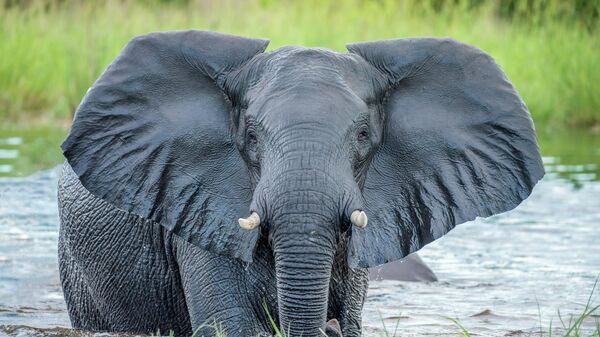 Un elefante - Sputnik Mundo