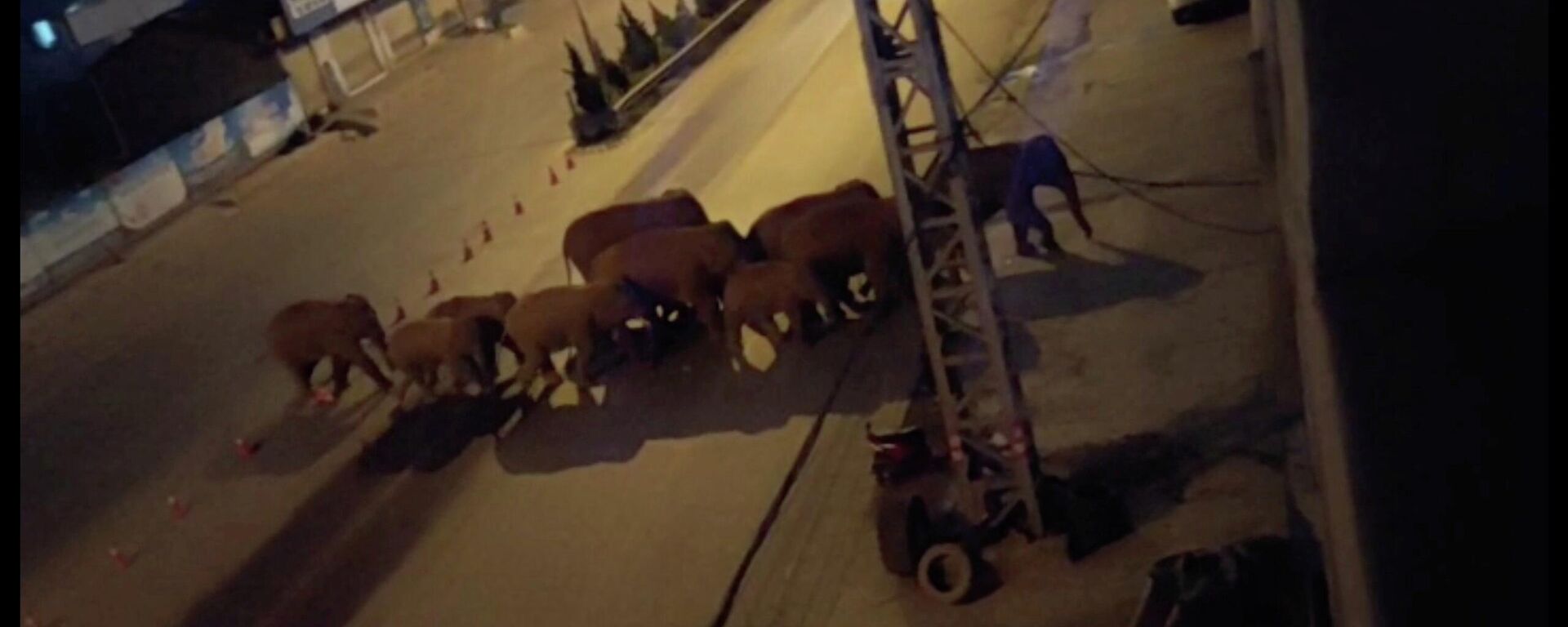 Una manada de elefantes camina por una carretera en Eshan, Yunan, China, el 27 de mayo de 2021 - Sputnik Mundo, 1920, 03.06.2021