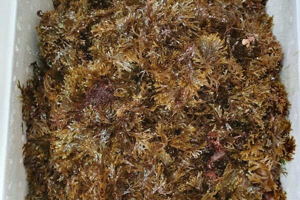 Detalle alga Rugulopterix okamurae Detalle alga Rugulopterix okamurae - Sputnik Mundo