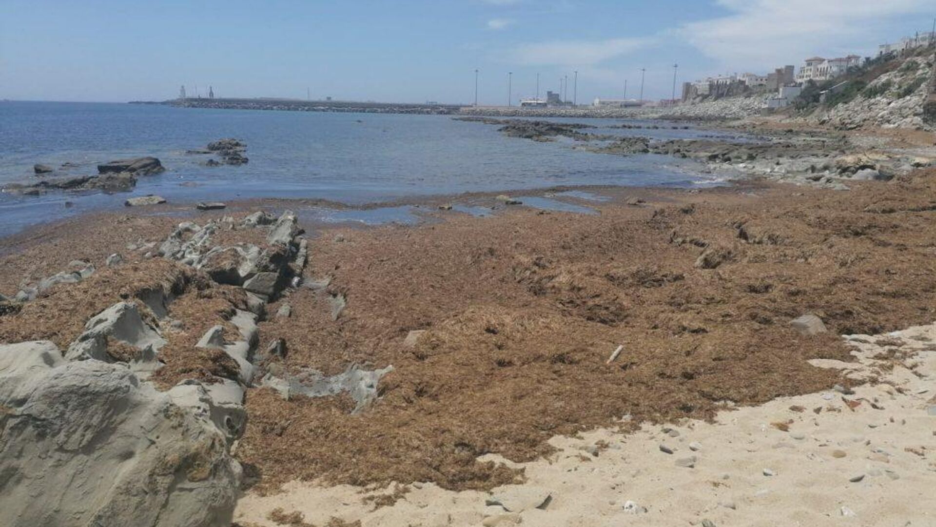 Litoral gaditano invadido por Rugulopterix okamurae Litoral gaditano invadido por Rugulopterix okamurae - Sputnik Mundo, 1920, 04.06.2021