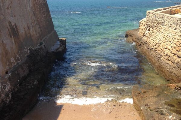 Litoral gaditano invadido por la alga Litoral gaditano invadido por la alga - Sputnik Mundo