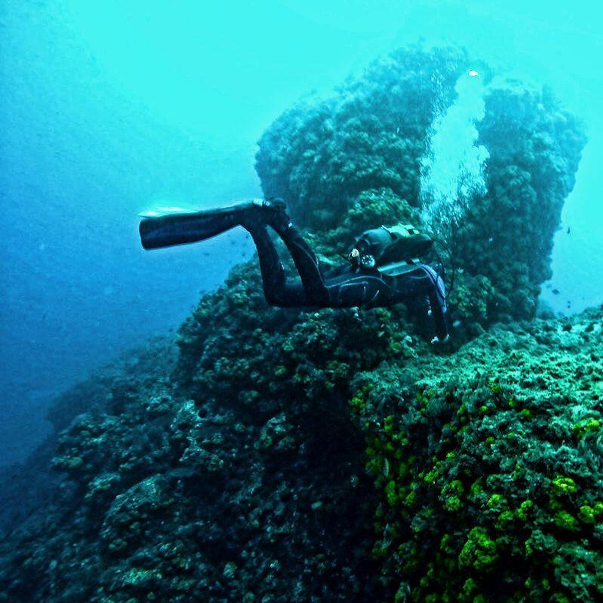 Fran Kucker buceando con algas en las costas de Maro–Cerro Gordo Fran Kucker buceando con algas en las costas de Maro–Cerro Gordo - Sputnik Mundo, 1920, 04.06.2021