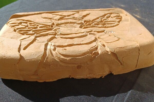 Ladrillo de adobe elaborado con algas Ladrillo de adobe elaborado con algas - Sputnik Mundo