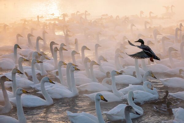 En la obra Director de orquesta, Evgueni Mazurin registró una típica y helada mañana de febrero en el lago Svetloe, en Altái, conocido popularmente como el lago de los cisnes. Un ánade real intruso dio un tono gracioso a la foto y le rindió al fotógrafo el premio en la categoría estos animales divertidos. - Sputnik Mundo