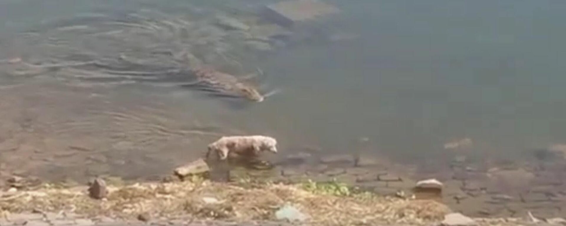 Un perro distraído se convierte en el almuerzo de un cocodrilo Un perro distraído se convierte en el almuerzo de un cocodrilo - Sputnik Mundo, 1920, 07.06.2021