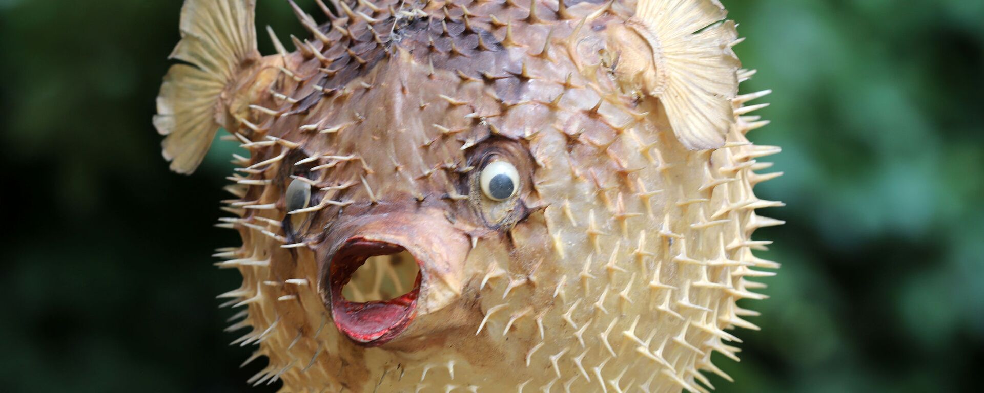 Рыба-дикобраз Рыба-дикобраз - Sputnik Mundo, 1920, 08.06.2021