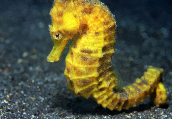  El caballito de mar o &#x27;Hippocampus&#x27; recibe su nombre de su semejanza con la pieza del caballo en el ajedrez. Mide entre cuatro y 25 centímetros. Se diferencia del resto de peces en que se desplaza en vertical y erguido mientras mantiene la cola hacia abajo. - Sputnik Mundo