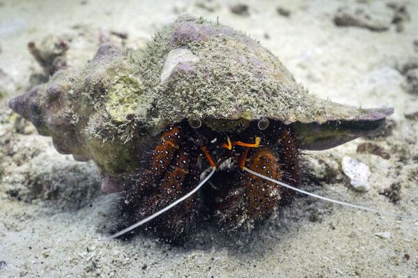  El cangrejo ermitaño o &#x27;Dardanus megistos&#x27; habita en los arrecifes de coral de la región indopacífica, desde África hasta el mar de China Meridional, pasando por el Caribe. Vive dentro de los caparazones de otros moluscos gasterópodos, y los llevan consigo. Llegan a medir 25 centímetros. En la imagen, un cangrejo ermitaño del mar de Andamán, en el Índico. - Sputnik Mundo