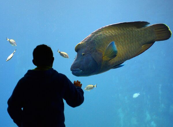  El pez Napoleón (&#x27;Cheilinus undulatus&#x27;) habita los arrecifes de coral del mar Rojo y las regiones tropicales del Índico y del Pacífico. Puede llegar a medir 230 metros de longitud y pesar 190 kilos. Su nombre se debe a la forma triangular de su cabeza, que recuerda al sombrero del histórico militar francés.  - Sputnik Mundo