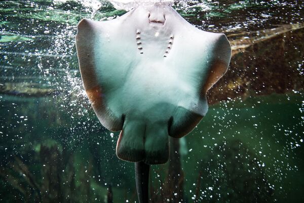 La mantarraya o manta gigante (&#x27;Manta birostris&#x27;) es la raya más grande que existe. Llegan a los 9 metros de ancho y a pesar tres toneladas. Vive en aguas templadas, tropicales y subtropicales de todo el mundo. - Sputnik Mundo