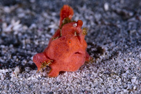  El pez rana pintado o &#x27;Antennarius pictus&#x27; tiene un cuerpo globular cubierto de pequeñas espinas cutáneas similares a verrugas. Tiene la capacidad de cambiar de color en pocas semanas. Alcanza los 30 cm de longitud. Debido a su enorme boca, puede devorar presas de su mismo tamaño. Se le puede ver en las aguas tropicales y subtropicales de los océanos Índico y Pacífico. - Sputnik Mundo