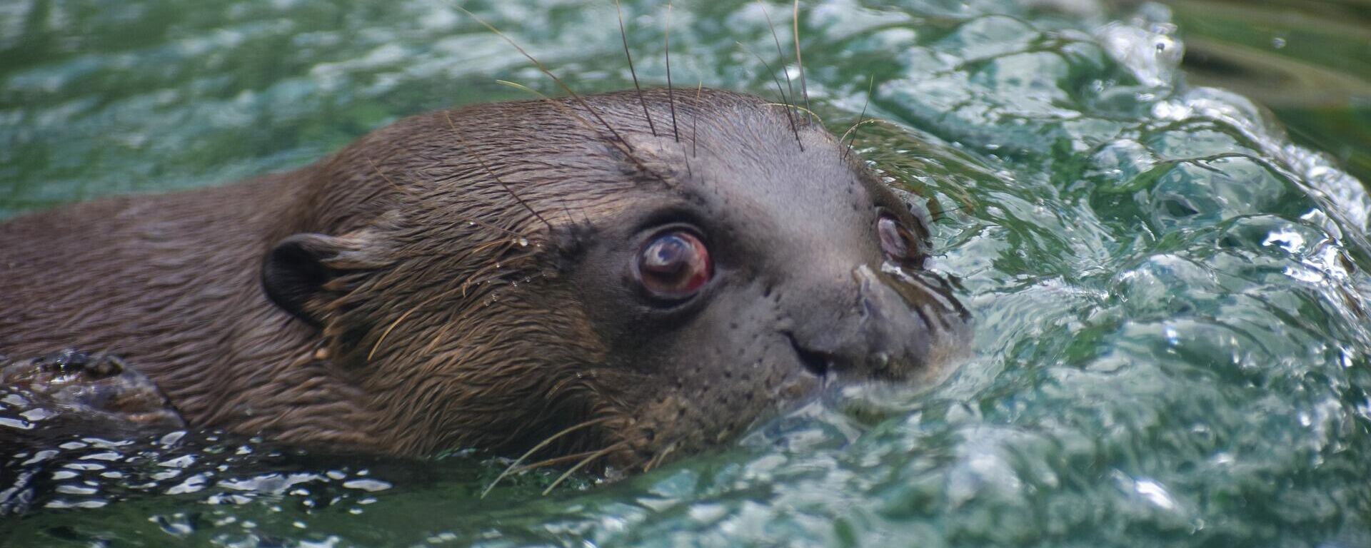 Un ejemplar de nutria gigante. Imagen referencial - Sputnik Mundo, 1920, 08.06.2021