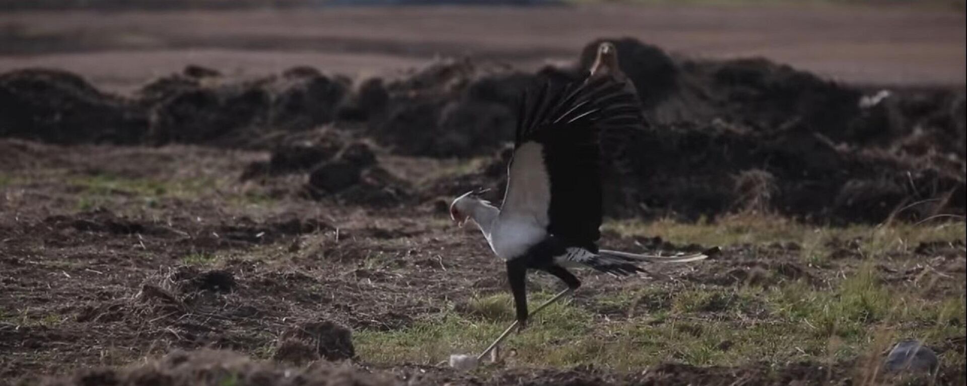 Estos pájaros no dan tregua a una pobre liebre - Sputnik Mundo, 1920, 08.06.2021