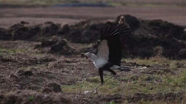 Estos pájaros no dan tregua a una pobre liebre - Sputnik Mundo