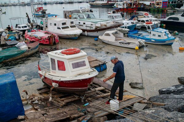 Los científicos están estudiando ahora cómo se puede reciclar el mucílago y si es posible utilizarlo para producir energía y en la agricultura. - Sputnik Mundo