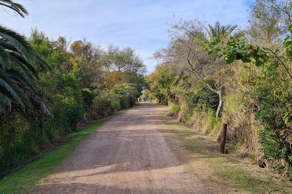 Caminar por los senderos de la Reserva Ecológica Costanera Sur es un viaje a otro mundo - Sputnik Mundo