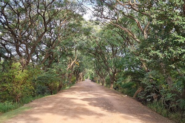 Caminar por los senderos de la Reserva Ecológica Costanera Sur es un viaje a otro mundo - Sputnik Mundo