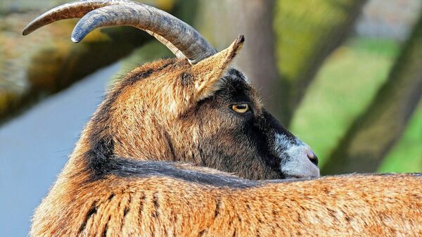 Una cabra (imagen referencial) - Sputnik Mundo