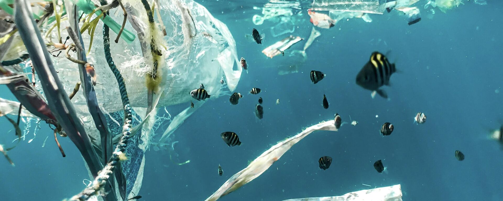 Plastic pollution and juvenile fish. - Sputnik Mundo, 1920, 16.06.2021