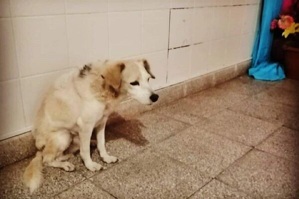 Hachiko en el Hospital de la Ciudad de Paraguarí Hachiko en el Hospital de la Ciudad de Paraguarí - Sputnik Mundo