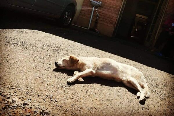Hachiko esperando frente a la puerta del hospital por la cual ingresó su dueña cuando fue internada Hachiko esperando frente a la puerta del hospital por la cual ingresó su dueña cuando fue internada - Sputnik Mundo