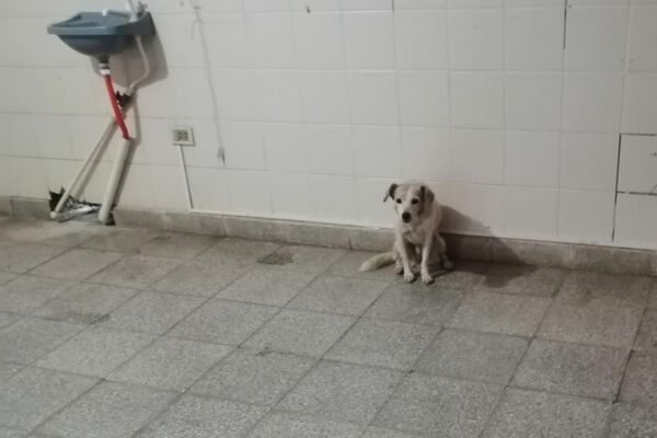 Hachiko conmovió a todo el personal del hospital Hachiko conmovió a todo el personal del hospital - Sputnik Mundo