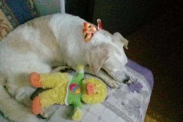 Hachiko en su nuevo hogar Hachiko en su nuevo hogar - Sputnik Mundo