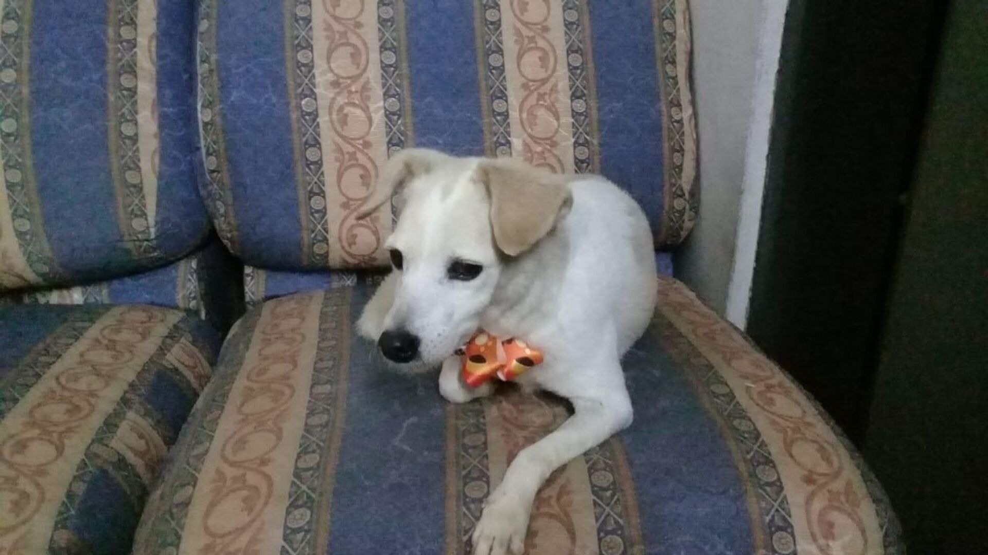 Hachiko en su nuevo hogar Hachiko en su nuevo hogar - Sputnik Mundo, 1920, 16.06.2021