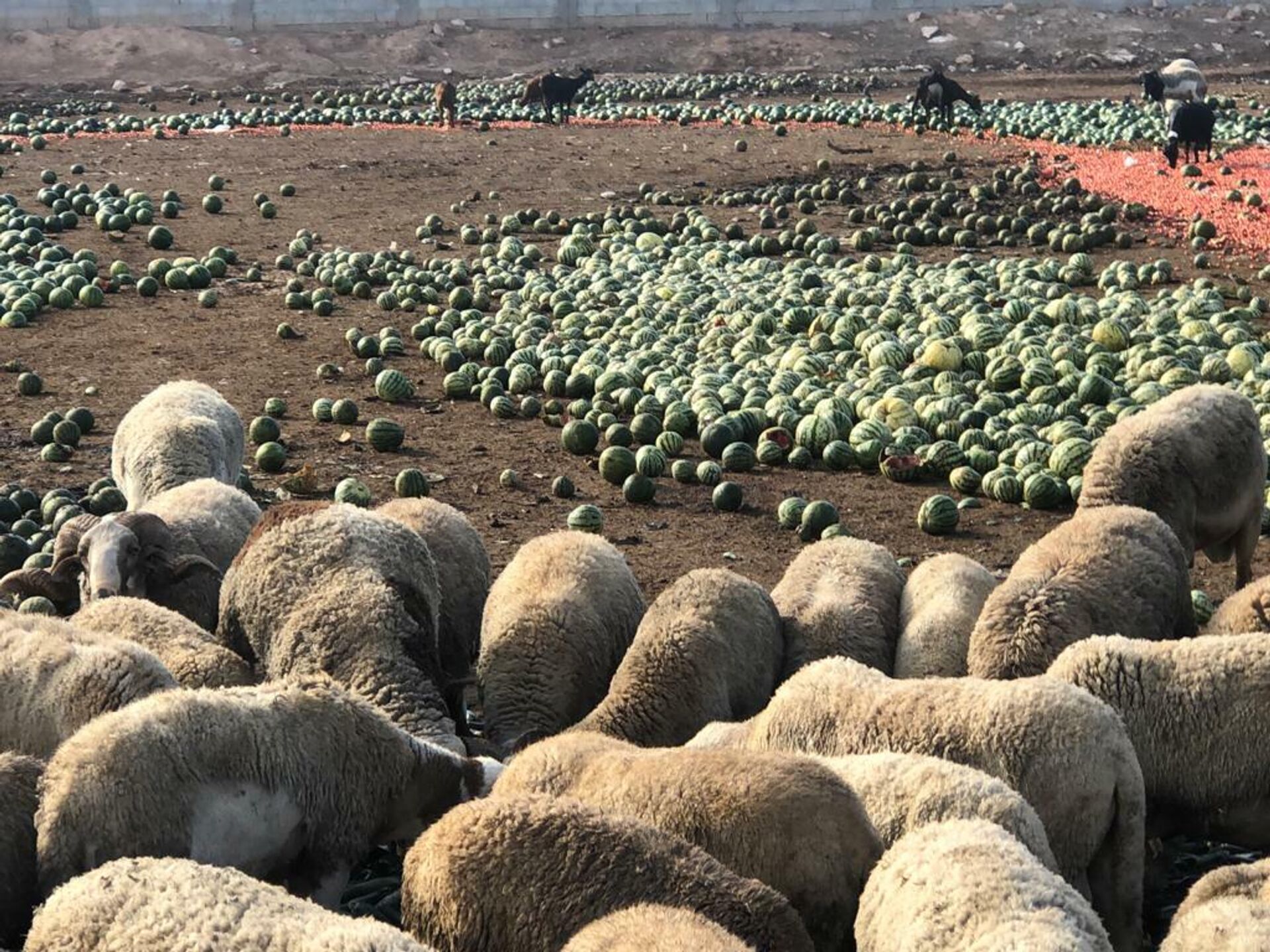 Sandías para las ovejas por precio ruinoso - Sputnik Mundo, 1920, 17.06.2021