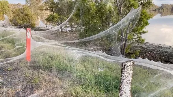 El estado australiano de Victoria está lleno de enormes telarañas. Cubren la hierba, los árboles, las señales de tráfico e incluso los edificios. El estado australiano de Victoria está lleno de enormes telarañas. Cubren la hierba, los árboles, las señales de tráfico e incluso los edificios. - Sputnik Mundo