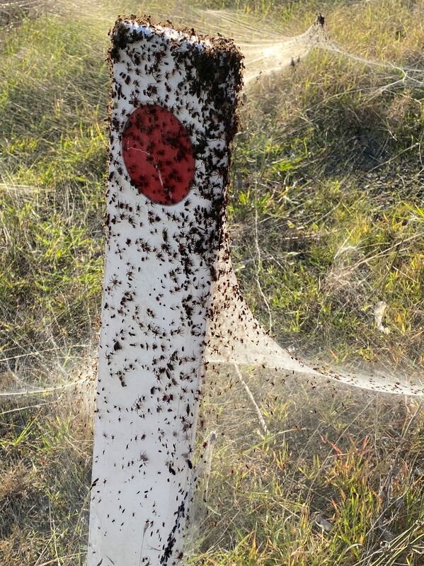 Los  científicos dieron una explicación a este fenómeno: las arañas se salvan así del agua. Al sur del país avanza una ola de frío y fuertes lluvias. Por eso los artrópodos se ven obligados a buscar refugio en las colinas - Sputnik Mundo