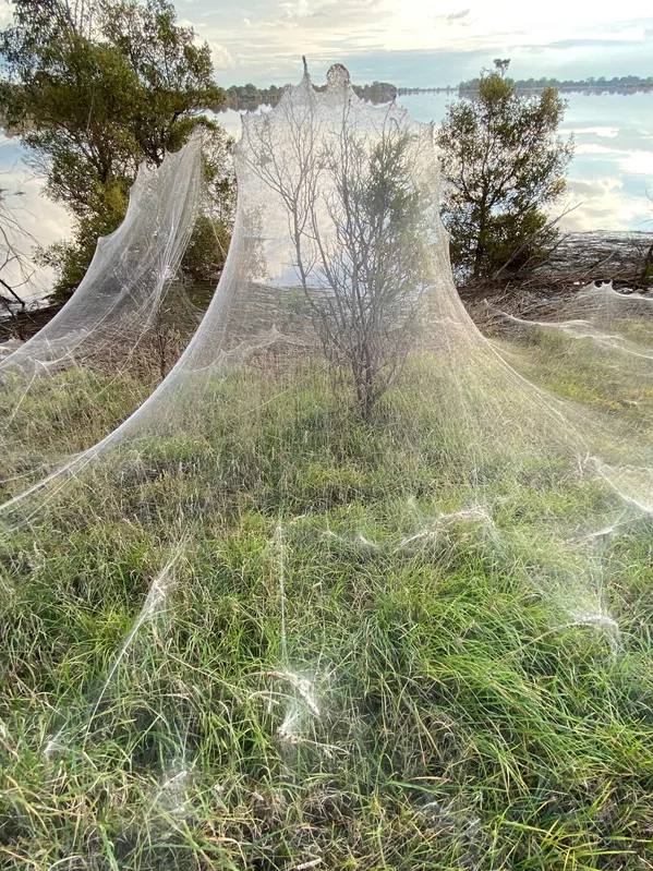 Estos arácnidos pertenecen a la familia 'Stiphidiidae'. Tejen redes horizontales cerca del suelo y viven entre las capas de telarañas. Estos arácnidos pertenecen a la familia 'Stiphidiidae'. Tejen redes horizontales cerca del suelo y viven entre las capas de telarañas. - Sputnik Mundo
