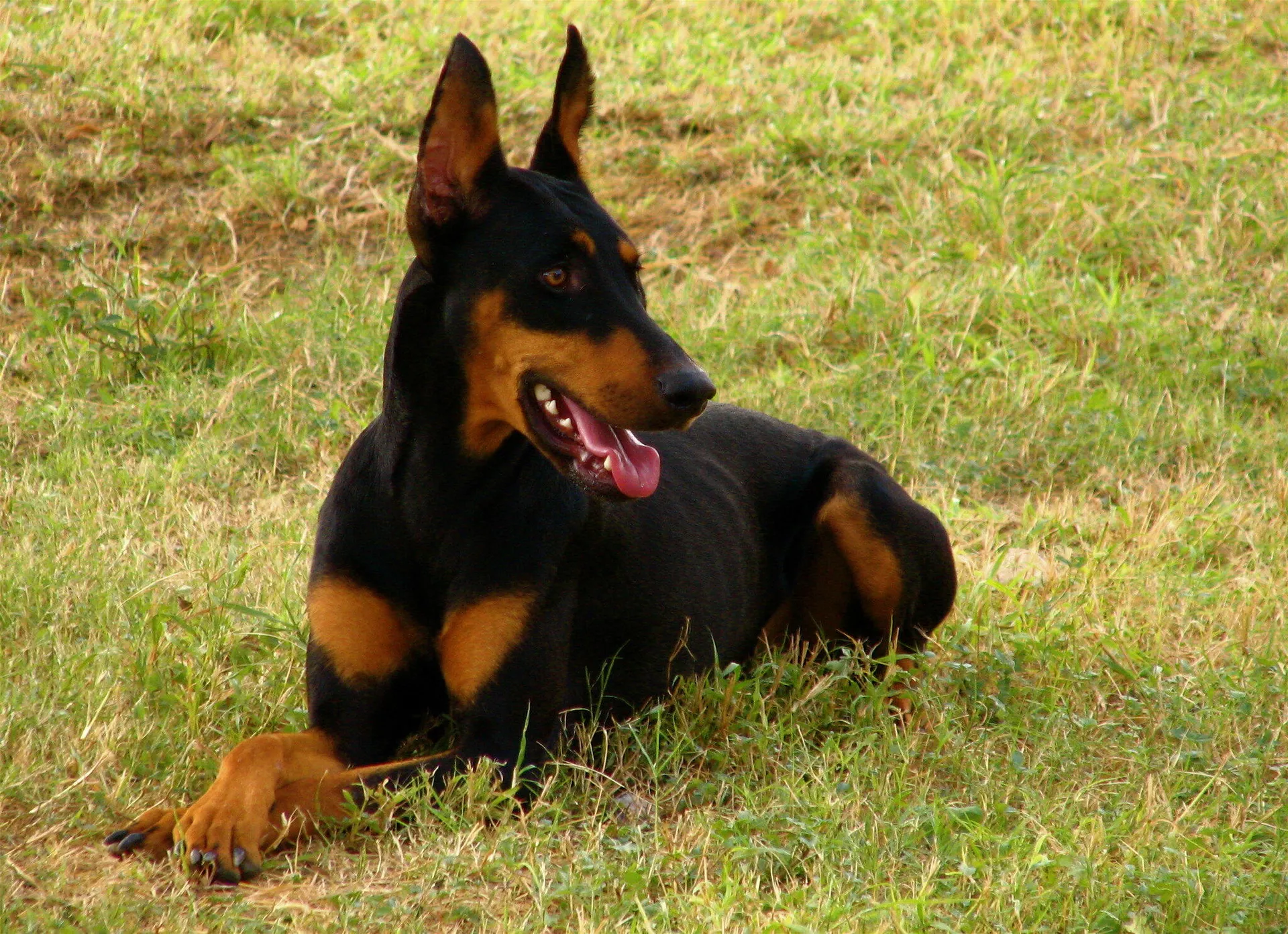 Un perro de raza Doberman - Sputnik Mundo, 1920, 18.06.2021