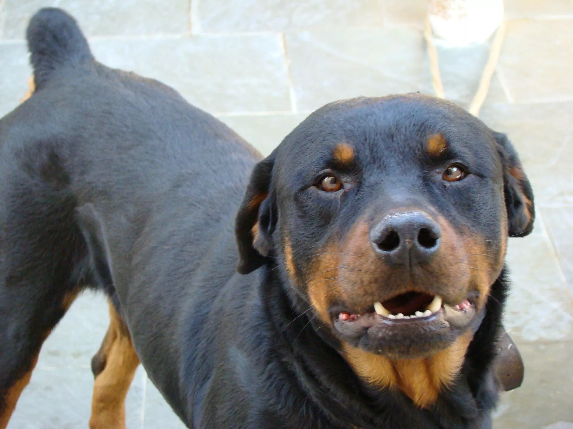 Un rottweiler - Sputnik Mundo, 1920, 18.06.2021